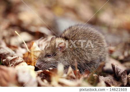 gray rat 14621989