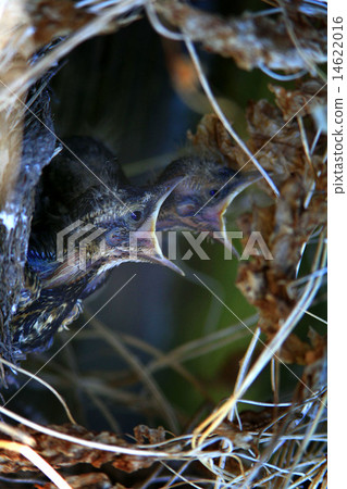 flashy chicks in the nest flashy chicks in the nest 14622016