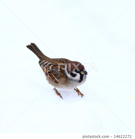 small bird in the cold winter 14622272