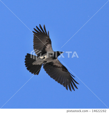 flying crow 14622282