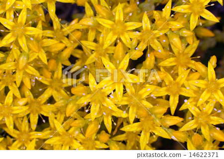yellow alpine flowers yellow alpine flowers 14622371