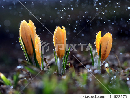 yellow crocus spring yellow crocus spring 14622373