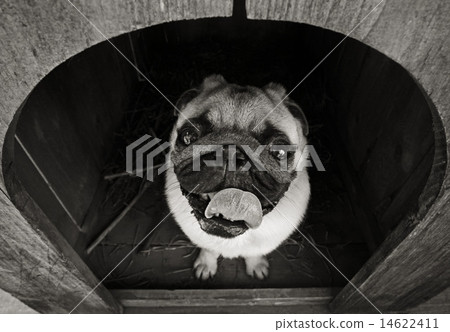 Funny pug dog in the dog house 14622411