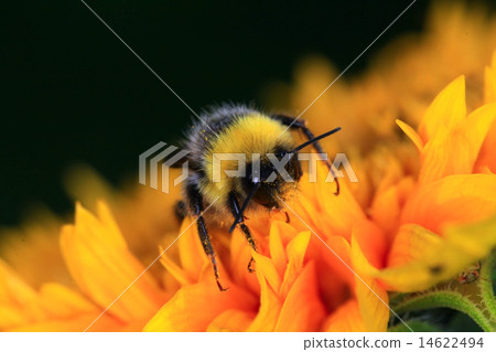 bumble bee on a flower bumble bee on a flower 14622494