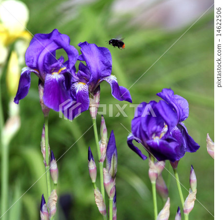 blue iris flowers in the garden blue iris flowers in the garden 14622506