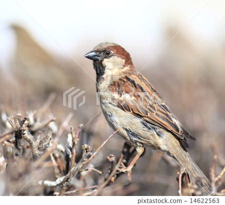 sparrow in the bushes sparrow in the bushes 14622563