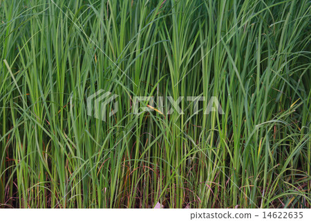 grass texture grass texture 14622635