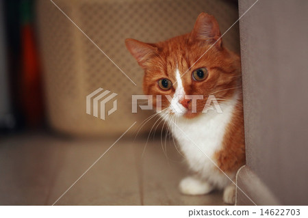 portrait of a red cat portrait of a red cat 14622703