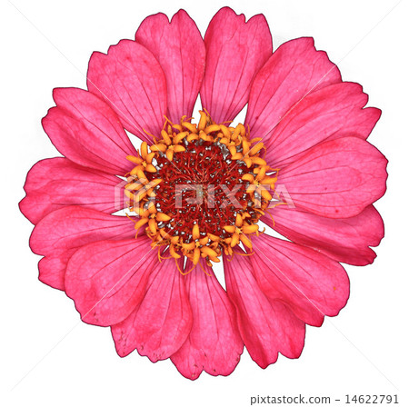 red gerbera on background red gerbera on background 14622791