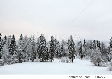 cold winter forest landscape snow cold winter forest landscape snow 14622798