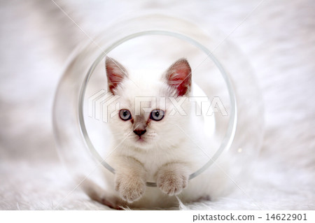 gray cute little kitten British 14622901