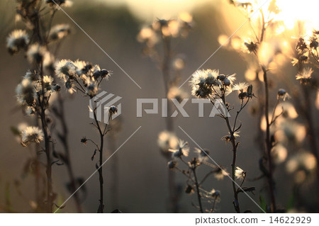 autumn branches and grass at sunset autumn branches and grass at sunset 14622929