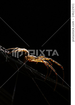 small beetle macro small beetle macro 14622931