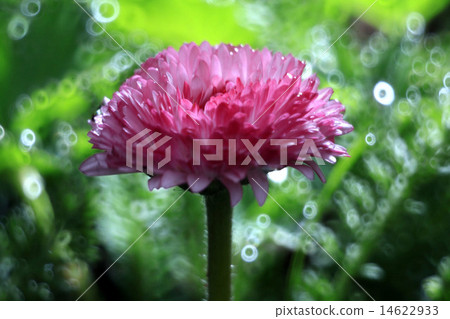 Beautiful pink spring flowers Beautiful pink spring flowers 14622933