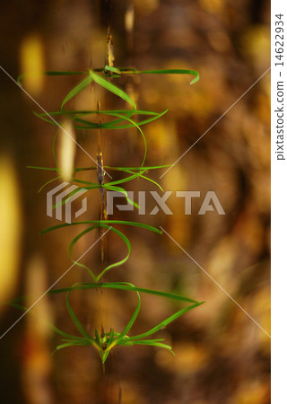 green sprouts green sprouts 14622934