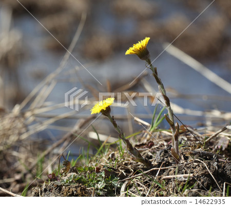 coltsfoot flowers of spring coltsfoot flowers of spring 14622935
