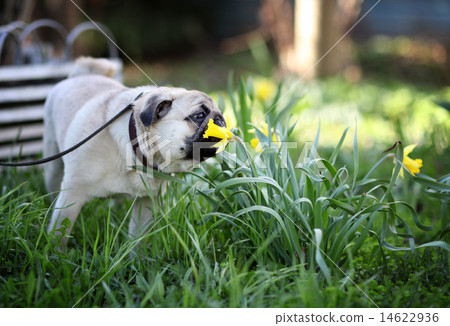 pug dog pug dog 14622936