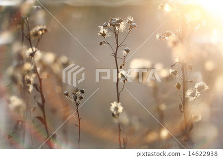 autumn branches and grass at sunset autumn branches and grass at sunset 14622938