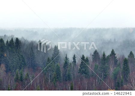 Winter Forest Park branch 14622941