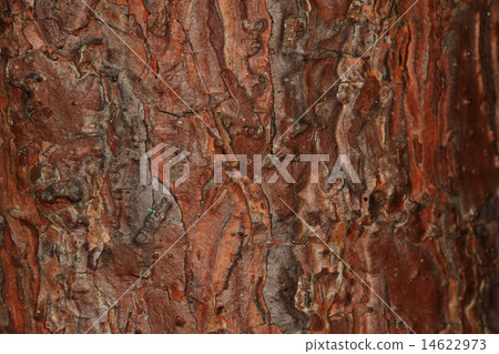 texture of pine bark 14622973