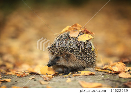 Hedgehog in the autumn forest Hedgehog in the autumn forest 14622989