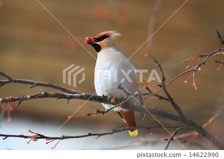 Waxwing with berry of mountain 14622990