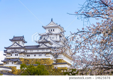 櫻花和姬路城堡 14623878