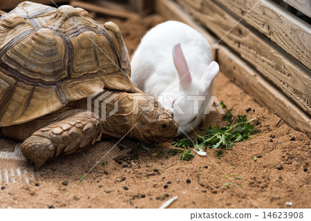 兔子和烏龜 14623908