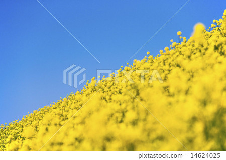 Rape flower 1 (rape flower and sky) 14624025