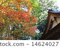 Kannoni autumn leaves 14624027