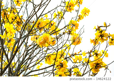 Tabebuia chrysotricha yellow flowers. 14624122