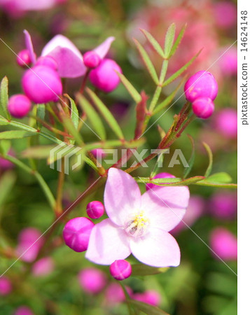 Boronia · Pinata 14624148