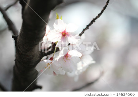 櫻花和樹枝 14624500