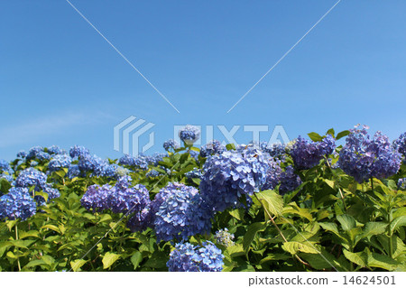 藍天和八仙花屬領域 14624501