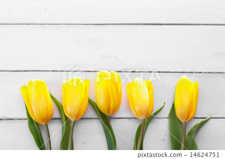 fresh yellow tulips fresh yellow tulips 14624751