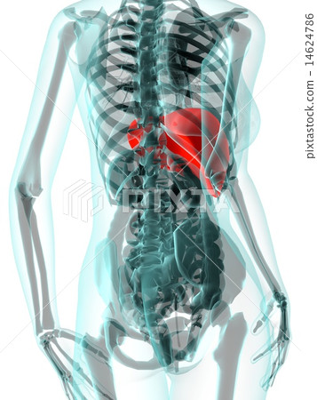 Liver image CG 14624786