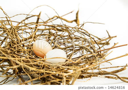 Bird eggs and net, Nest Zebra dove 14624816