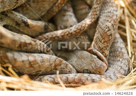 Brown snake curled up on a tree. Brown snake curled up on a tree. 14624828