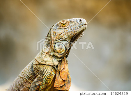 Close-up view of iguana on the tree. Close-up view of iguana on the tree. 14624829