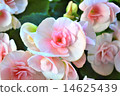 Ree Gas Begonia 14625439