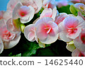 Ree Gas Begonia 14625440