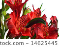 Alstroemeria 14625445