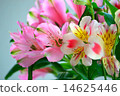 Alstroemeria 14625446