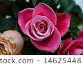rose	 14625448