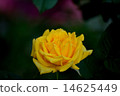 rose	 14625449