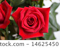 rose	 14625450