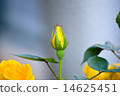 rose	 14625451