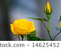 rose	 14625452