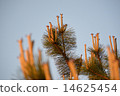 Pine 14625454