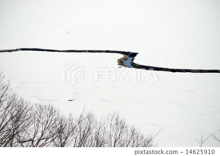 流經釧路沼澤地的河 流經釧路沼澤地的河 14625910